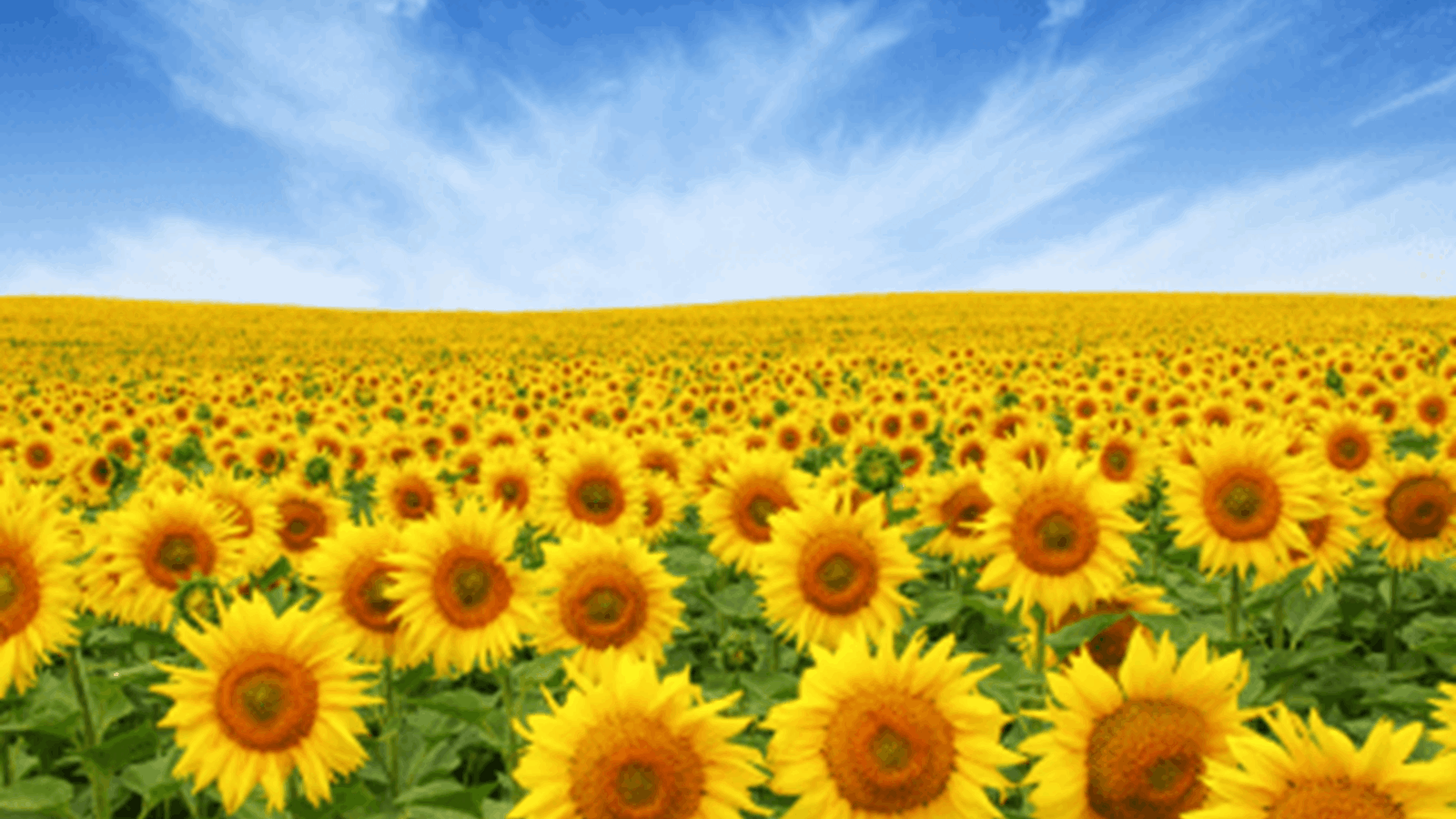 Field Of Sunflowers And Blue Sky (2)